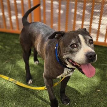 Pit Bull Terrier Dogs Available for Adoption in Las Vegas, Nevada - RORSCHACH | PetCurious