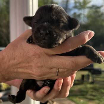 Mixed Breed Dogs Available for Adoption in Helena, Alabama - Juniper | PetCurious