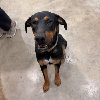 Dobie -  Doberman Pinscher Dog for Adoption in Melbourne, Arkansas - Dobie | PetCurious