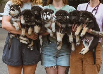Potato Puppies -  German Shepherd Dog and Husky Dog for Adoption in Portland, Oregon - Potato Puppies | PetCurious
