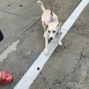 Mixed Breed Dogs Available for Adoption in Lake Jackson, Texas - Fuchsia | PetCurious