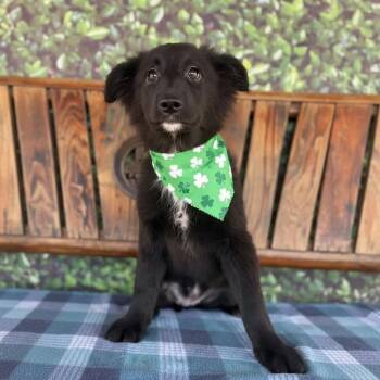 Mixed Breed Dogs Available for Adoption - Sloppy Jo | PetCurious