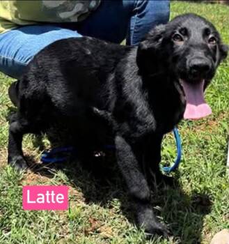 Latte - Not at shelter -  Shepherd and Golden Retriever Dog for Adoption in Rustburg, Virginia - Latte - Not At Shelter | PetCurious