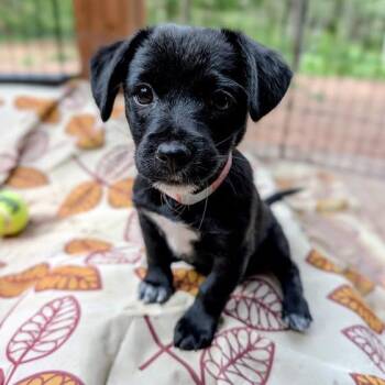 1035 (2026) Chip -  Miniature Schnauzer and Yorkshire Terrier Dog for Adoption in Parker, Colorado - 1035 (2026) Chip | PetCurious