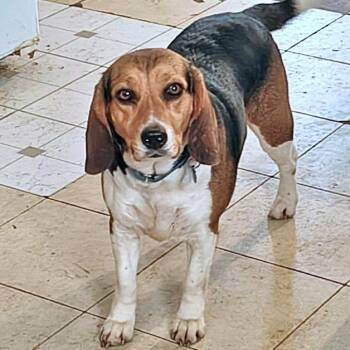 Beagle Dogs Available for Adoption - Myrtle | PetCurious