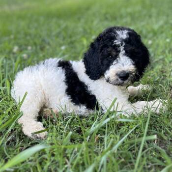 Cookie -  Poodle and Mixed Breed Dog for Adoption in Brownsboro, Alabama - Cookie | PetCurious