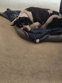 English Coonhound and Pit Bull Terrier Dogs Available for Adoption in Homer Glen, Illinois - Ozzy | PetCurious