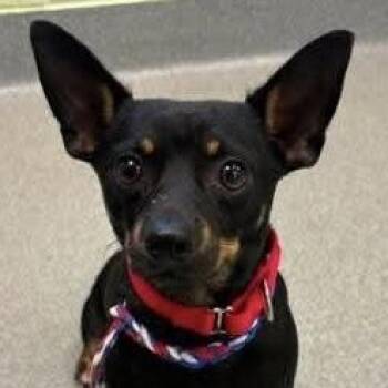 Boomer (20260830-02) -  Chihuahua Dog for Adoption in Niagara Falls, Ontario - Boomer (20260830-02) | PetCurious