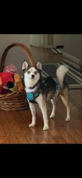 Pomeranian and Husky Dogs Available for Adoption - Frosty | PetCurious