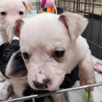 Pit Bull Terrier and Cattle Dog Dogs Available for Adoption - Eros | PetCurious