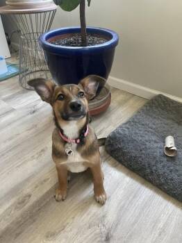 Marina -  Shepherd and Mixed Breed Dog for Adoption in Denver, Colorado - Marina | PetCurious