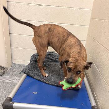 Andie -  Mixed Breed Dog for Adoption in Hendersonville, North Carolina - Andie | PetCurious