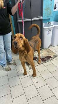 Bloodhound Dogs Available for Adoption - Agnes | PetCurious