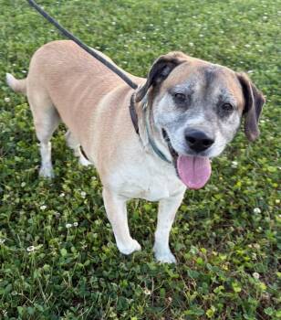 Lucky Lost His Daddy and His Home. Adult Sweetheart -  Labrador Retriever Dog for Adoption in Charlottesville, Virginia - Lucky Lost His Daddy And His Home. Adult Sweetheart | PetCurious