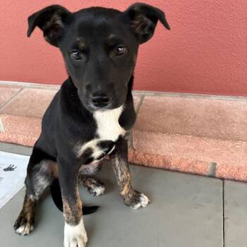 Shepherd Dogs Available for Adoption - Jackie Sack | PetCurious