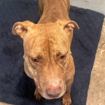 SECRET 8609 -  Terrier Dog for Adoption in Loxahatchee Groves, Florida - SECRET 8609 | PetCurious