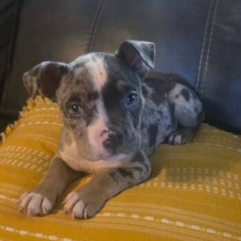 Snorkle -  Pit Bull Terrier Dog for Adoption in Jackson, Missouri - Snorkle | PetCurious