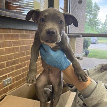 Wyatt -  Pit Bull Terrier Dog for Adoption in Birmingham, Alabama - Wyatt | PetCurious