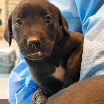Dimples -  Mixed Breed Dog for Adoption in Huntington, West Virginia - Dimples | PetCurious
