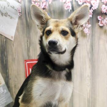 Tripper -  German Shepherd Dog Dog for Adoption in Casa Grande, Arizona - Tripper | PetCurious