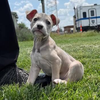 Bunny -  Mixed Breed Dog for Adoption in Mcpherson, Kansas - Bunny | PetCurious