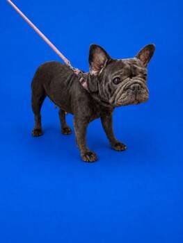 CAROLINE -  French Bulldog Dog for Adoption in Doral, Florida - CAROLINE | PetCurious