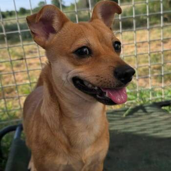 River -  Chihuahua Dog for Adoption in Justin, Texas - River | PetCurious