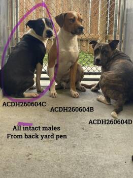 Hendrix -  Mixed Breed Dog for Adoption in Dickson, Tennessee - Hendrix | PetCurious