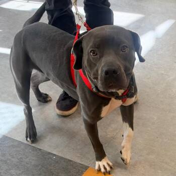 Star -  Mixed Breed Dog for Adoption in Philadelphia, Pennsylvania - Star | PetCurious
