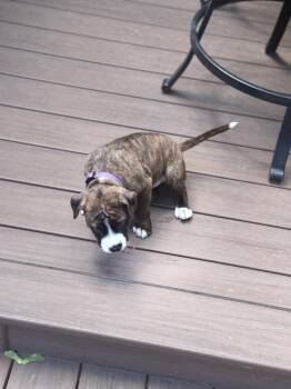 Oliver -  Boxer and Labrador Retriever Dog for Adoption in Plymouth, Michigan - Oliver | PetCurious