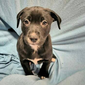 Palmer -  Mixed Breed Dog for Adoption in Dekalb, Illinois - Palmer | PetCurious