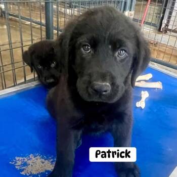 Labrador Retriever Dogs Available for Adoption - Patrick | PetCurious