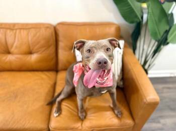 Luna Lovey Smiley Girl -  American Staffordshire Terrier and Pit Bull Terrier Dog for Adoption in Friendswood, Texas - Luna Lovey Smiley Girl | PetCurious