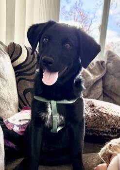 Labradoodle and Australian Shepherd Dogs Available for Adoption - Charlie  | PetCurious