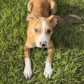Tanner -  Catahoula Leopard Dog Dog for Adoption in Lorida, Florida - Tanner | PetCurious