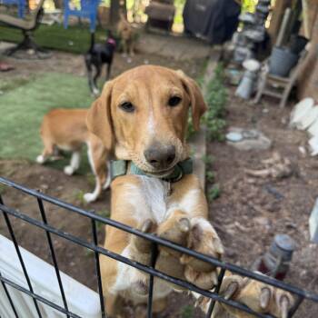 Diego -  Hound Dog for Adoption in Pleasant Valley, New York - Diego | PetCurious