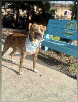BINGO -  Boxer and American Bulldog Dog for Adoption in Doral, Florida - BINGO | PetCurious