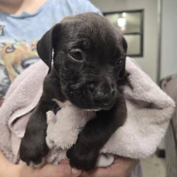 Zircon -  Mixed Breed Dog for Adoption in Lake Panasoffkee, Florida - Zircon | PetCurious