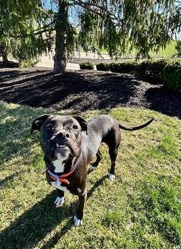 Pit Bull Terrier and Boxer Dogs Available for Adoption - PINK | PetCurious