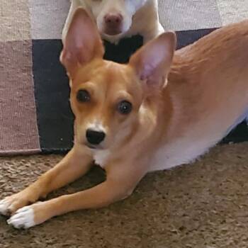 Evie -  Chihuahua Dog for Adoption in Phoenix, Arizona - Evie | PetCurious