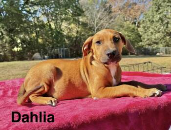 Dahlia -  Boxer Dog for Adoption in Manchester, Connecticut - Dahlia | PetCurious