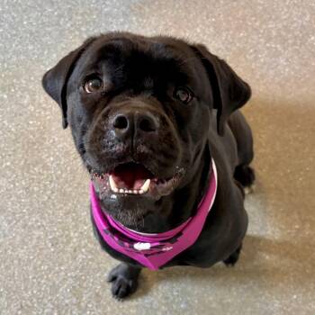 Mastiff and Mixed Breed Dogs Available for Adoption in Metamora, Michigan - Queen | PetCurious