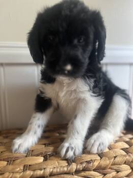 Kiara -  Labradoodle Dog for Sale in Baldwin, New York - Kiara | PetCurious