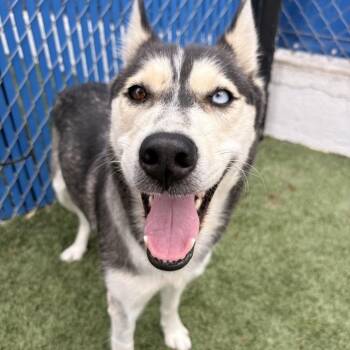 Vanilla Bean -  Husky Dog for Adoption in Long Beach, California - Vanilla Bean | PetCurious