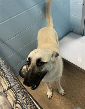 TRUFFLES -  Anatolian Shepherd Dog for Adoption in Killeen, Texas - TRUFFLES | PetCurious