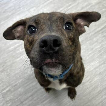 Winston -  Mixed Breed Dog for Adoption in State College, Pennsylvania - Winston | PetCurious