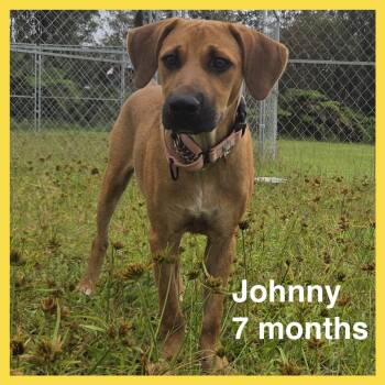 Johnny -  Mixed Breed Dog for Adoption in Volcano, Hawaii - Johnny | PetCurious