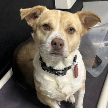 Shortcake -  Mixed Breed Dog for Adoption in Portland, Oregon - Shortcake | PetCurious