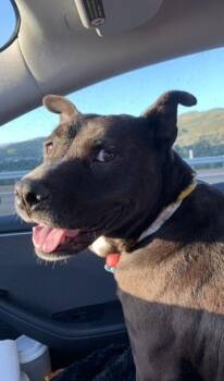 Camilla -  Black Labrador Retriever Dog for Adoption in Lakeside, California - Camilla | PetCurious