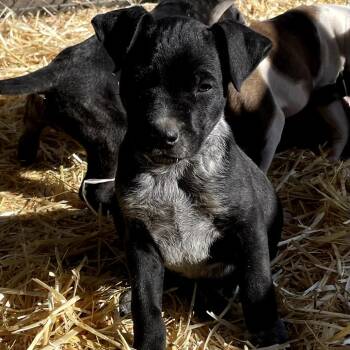 Cattle Dog and Mixed Breed Dogs Available for Adoption - Slug | PetCurious